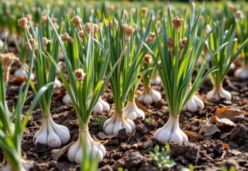 garlic plants with dry leaves being pulled from soil, summer harvesting process underway, rustic farmland.