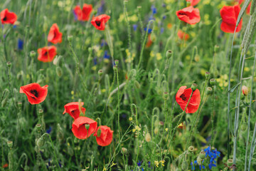 Vibrant Red Poppies Blooming in a Lush Green Field