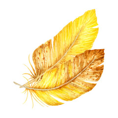Hand-painted watercolor illustration of two yellow and brown bird feathers. Ideal for spring designs, boho decor, rustic themes, Easter elements, and natural woodland compositions.