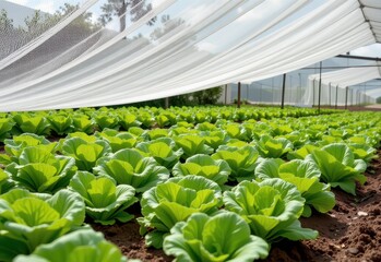 lettuce growing under shade netting, delicate greens protected from peak summer heat, modern organic farming.