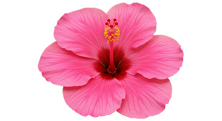 A vibrant pink hibiscus flower blossoming symbolizing delicate beauty and tropical allure on transparent background
