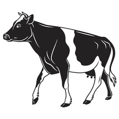 Walking Holstein cow shows clear black and white pattern illustration view