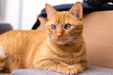 An orange cat is comfortably laying on a couch, looking directly at the camera