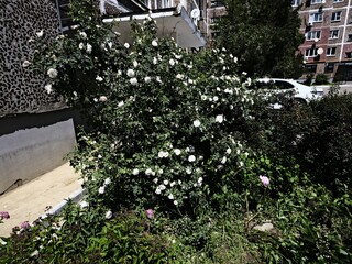 large white  valentine roses on a sunny day