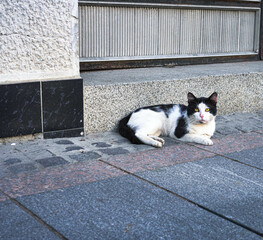 The cat is lying on the pavement and looking directly into the camera.