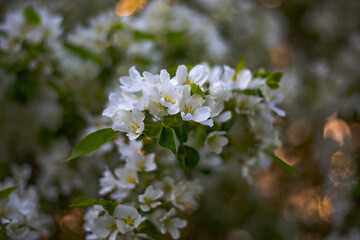 Blooming spring apple tree in May