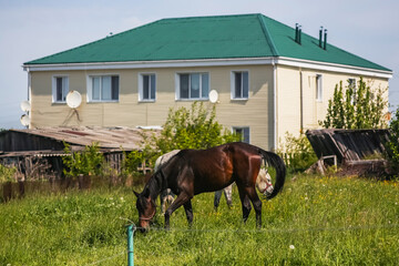 Two horses graze in a meadow near a two-story house