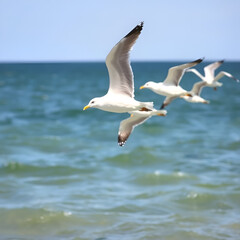 Obraz premium Seagulls flying over the water. Seabirds in wild life biodiversity of insular ecosystems. Sea birds and island communities, Biodiversity awareness conservation of insular species in Delta Vacaresti