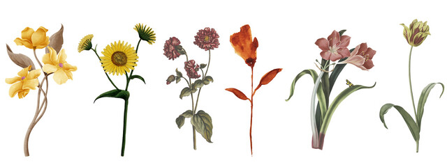 set of vintage floral stickers isolated on white background, red and yellow wild flowers PNG