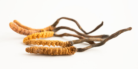 Cordyceps sinensis or Ophiocordyceps sinensis isolated on white background, mushroom herb treatment medicine.