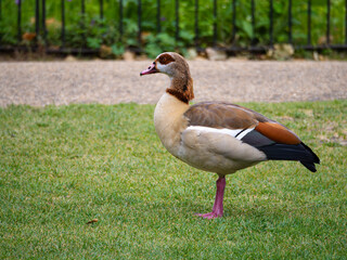 Egyptian Goose Standing on Green Grass
