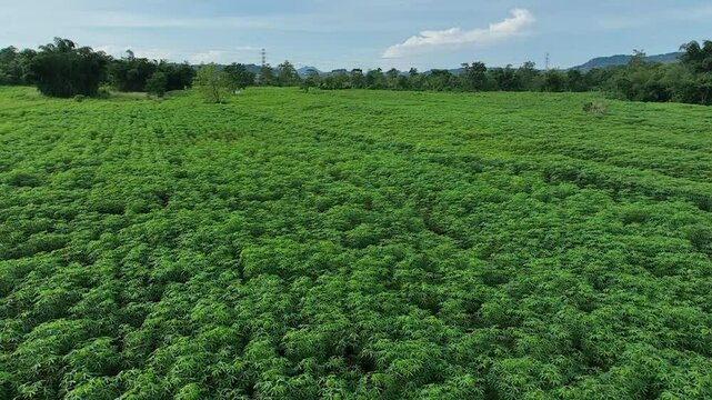 Drone video expanse of fertile and dense cassava plantations as raw material for flour in factories or food processing industries.