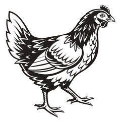 Monochrome hen is walking forward; it's outlined against a clean white backdrop, isolated
