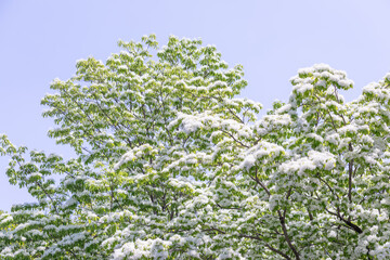 Chinese fringetree flowers in full bloom under the blue sky. warm sunshine - Chionanthus retusus