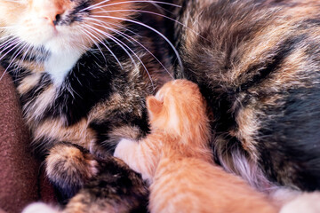 A cat, along with two adorable kittens, is peacefully laying next to each other