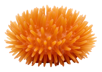 Isolated Spiky Orange Sea Anemone Marine Life