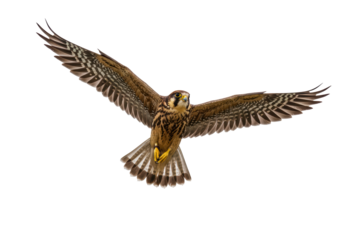 Isolated Kestrel Bird of Prey Flying Graceful Raptor