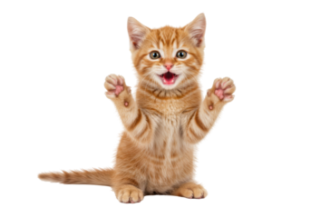 Isolated Adorable Ginger Kitten Reaching Up