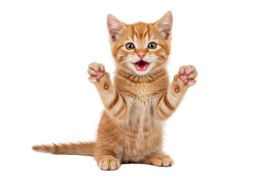 Isolated Adorable Ginger Kitten Reaching Up