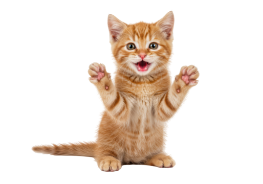 Isolated Adorable Ginger Kitten Reaching Up
