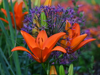 Lilies and ornamental garlic. Orange and violet flowers in garden.
