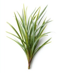 Fototapeta premium Close-up of a bunch of grass blades