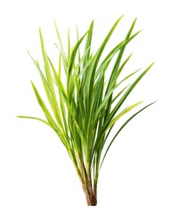 Bright green and yellow grass-like plant