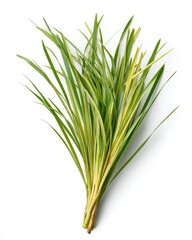 Bunch of bright green grass