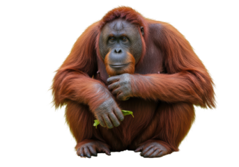 Isolated Contemplative Orangutan Sitting