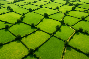 Sunny Fair Meadow Landscape – Bright Summer Field with Green Grass and Blue Sky

