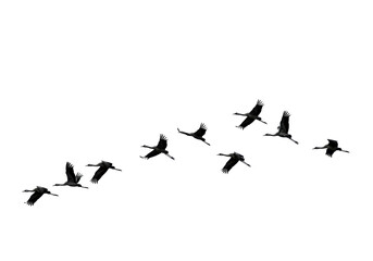 Isolated Silhouette of Cranes Flying in Formation