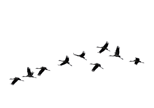 Isolated Silhouette of Cranes Flying in Formation