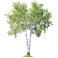 Birch, Spring in the birch grove, isolated on transparent background