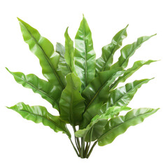 Bird's Nest Fern, Bird's nest fern green leaves, isolated on transparent background