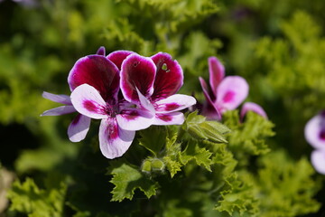 Pelargonium „Angels Perfume“ Geraniaceae family. Hanover Berggarten, Germany.