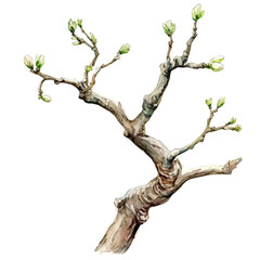 Twisted Trunk Spring Buds, watercolor vector, isolated on a white background.