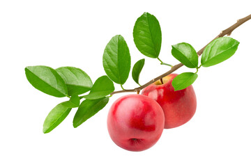 Red apples with leaf on tree branch isolated	
