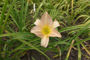 1 beige flower of Hemerocallis fulva in mid July