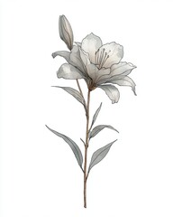 A graceful watercolor illustration of a white lily, featuring a delicate outline, subtle shading, and detailed foliage.