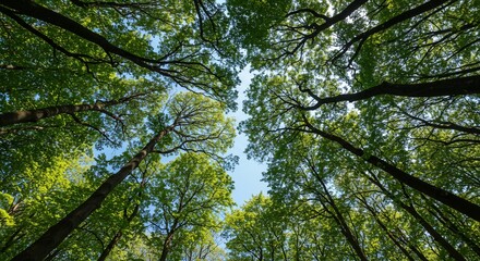 Fototapeta premium Looking Up at a Canopy of Lush Green Trees in a Forest