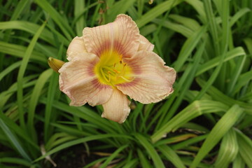 Single beige flower of Hemerocallis fulva in June
