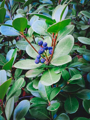 Blueberries are a species of deciduous shrubs of the genus Vaccinium in the Ericaceae family.