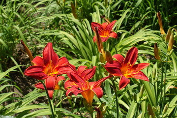 Obraz premium Bright red flowers of Hemerocallis fulva in June