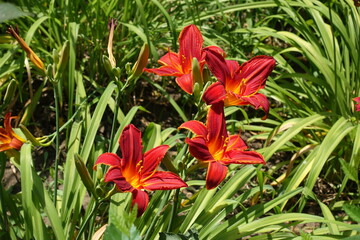 Four vibrant red flowers of Hemerocallis fulva in July