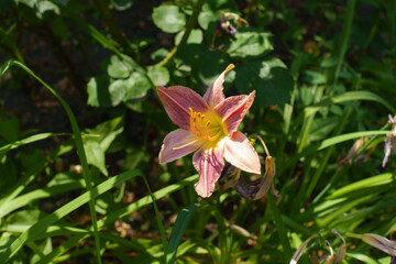 Tearose pink flower of Hemerocallis fulva in July
