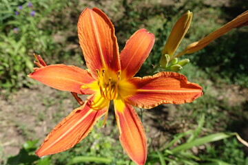 Macro of orange flower of Hemerocallis fulva in June