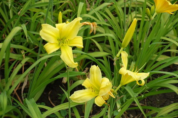 Light yellow flowers of Hemerocallis fulva in July