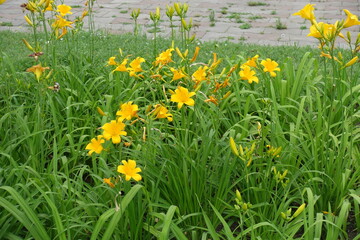 Multiple yellow flowers of Hemerocallis fulva in June