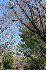Cherry blossom petals fell to the ground.