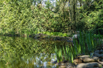 Serene pond surrounded by lush greenery, with tall grasses and rocks lining its edge, reflecting tranquil beauty of nature. Nature concept for spring design.